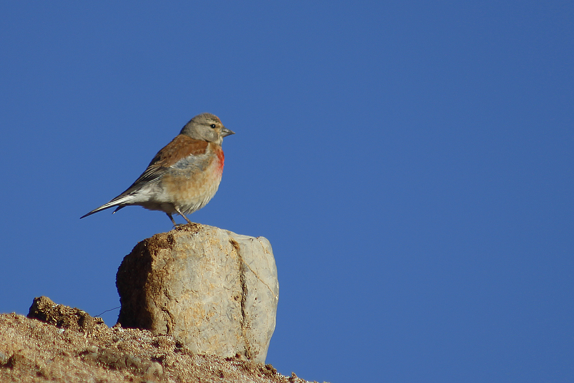 Eurasian Linnet