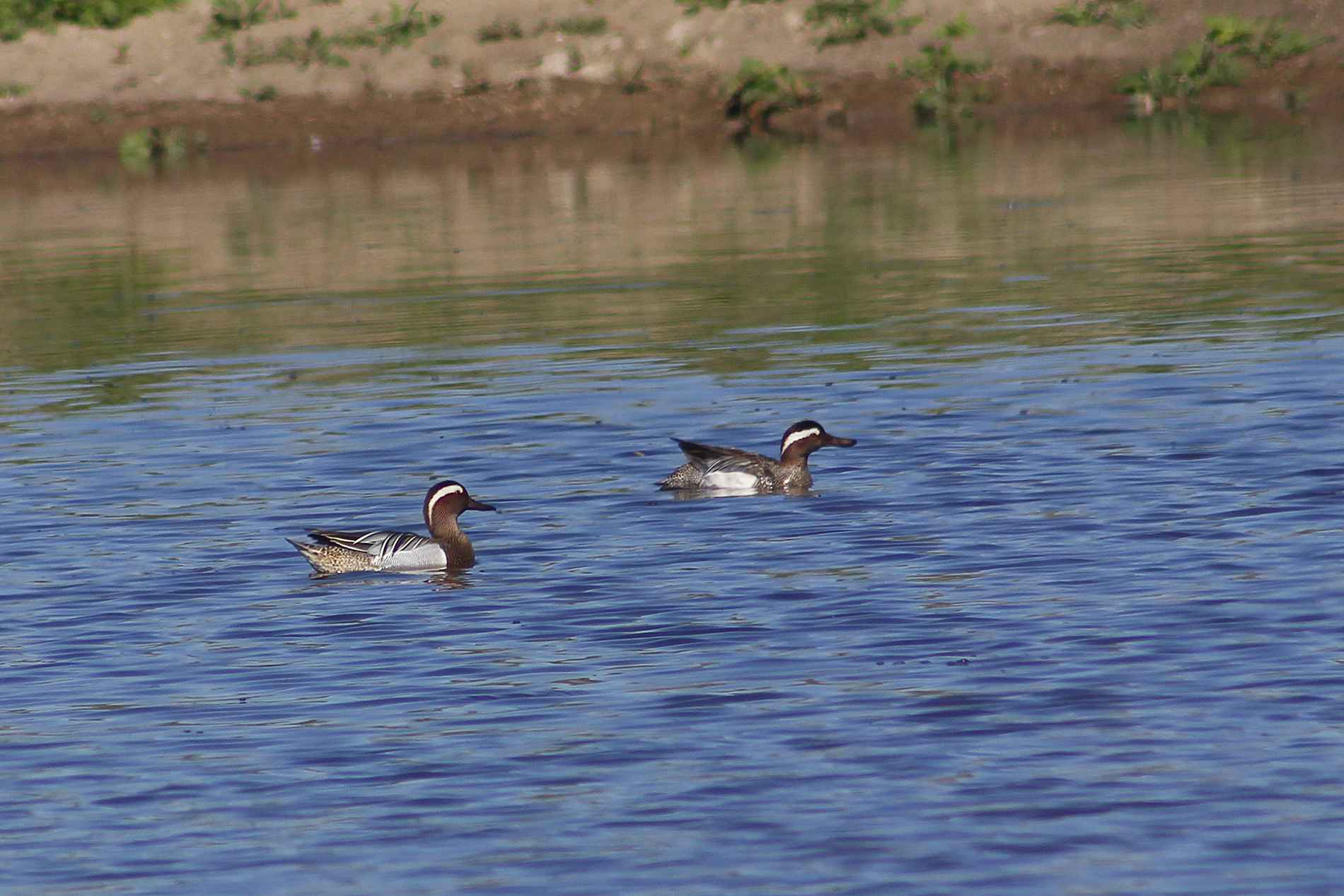 Garganey
