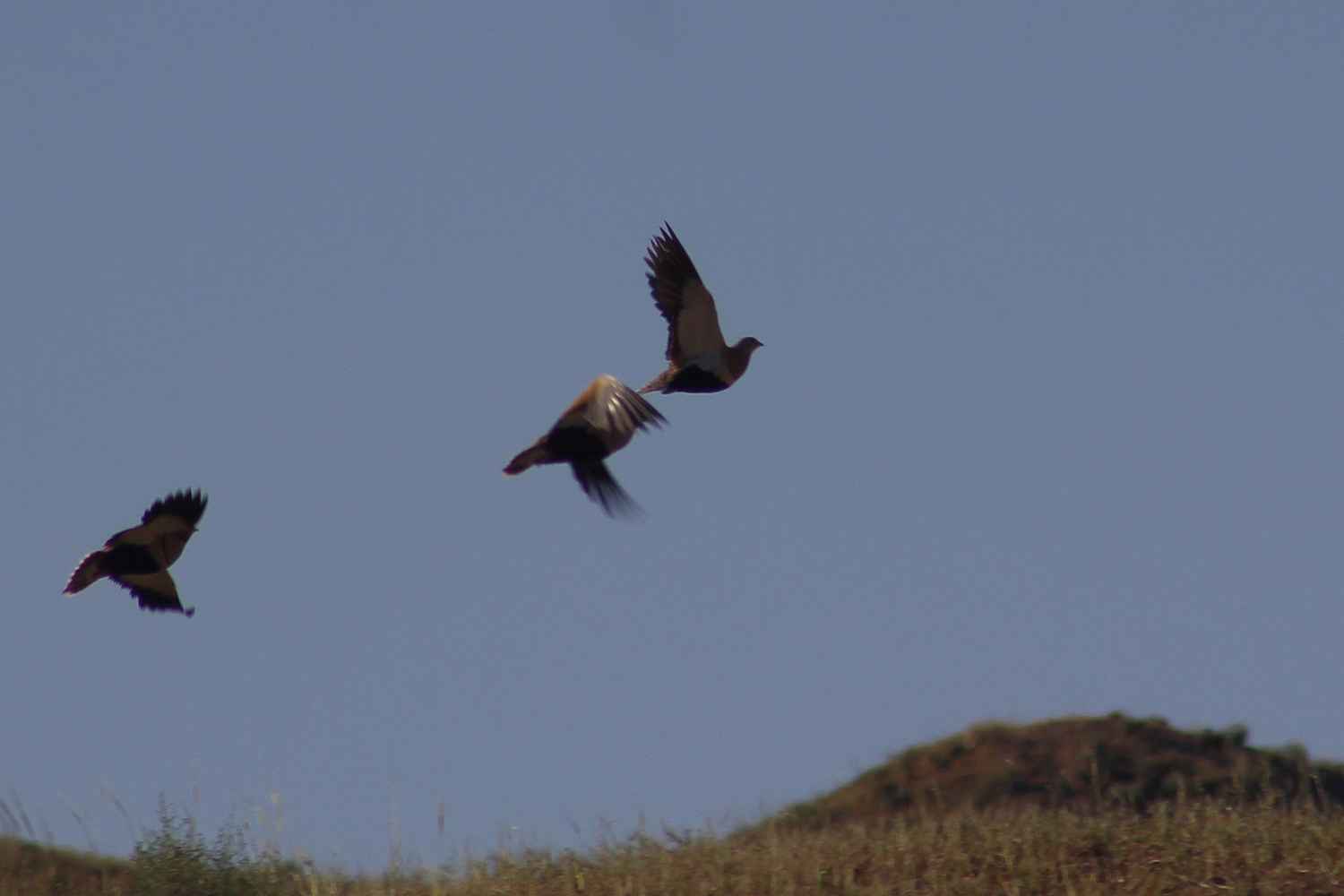Bağırtlak