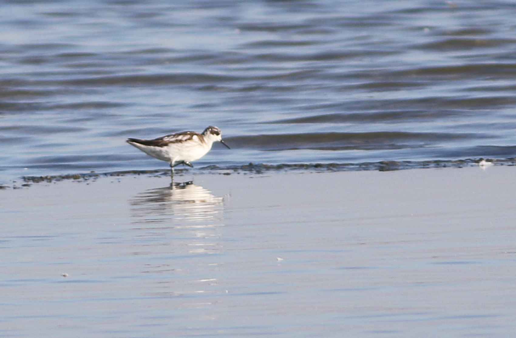Red-necked Phalarope