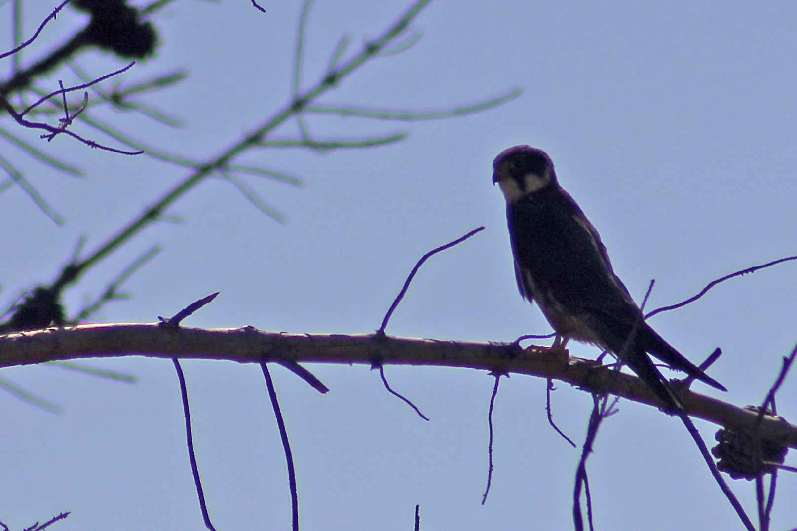 Eurasian Hobby