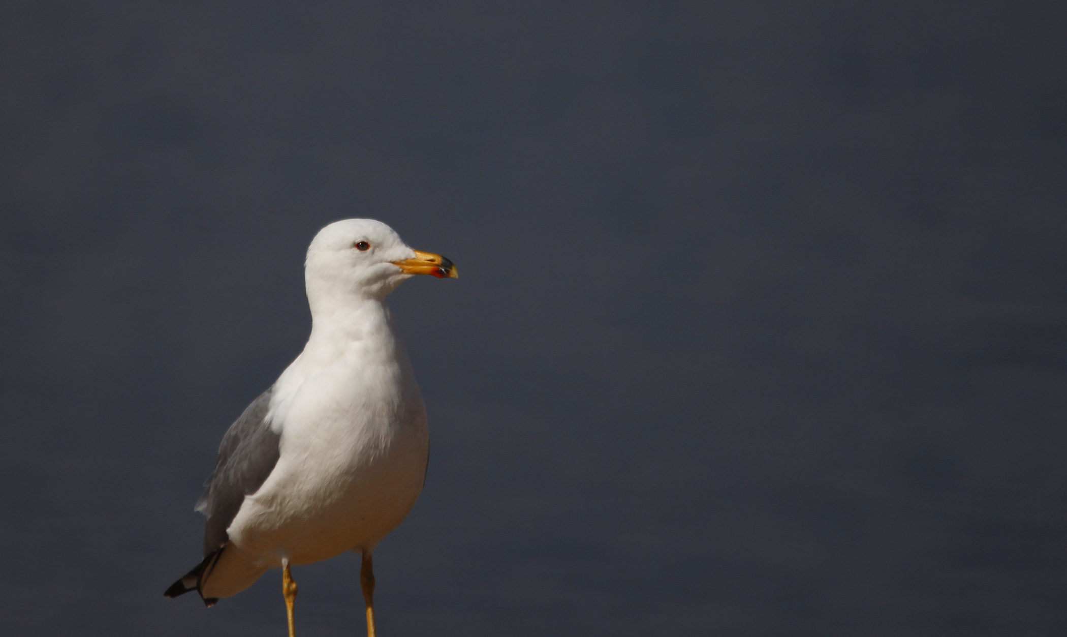 Armenian Gull