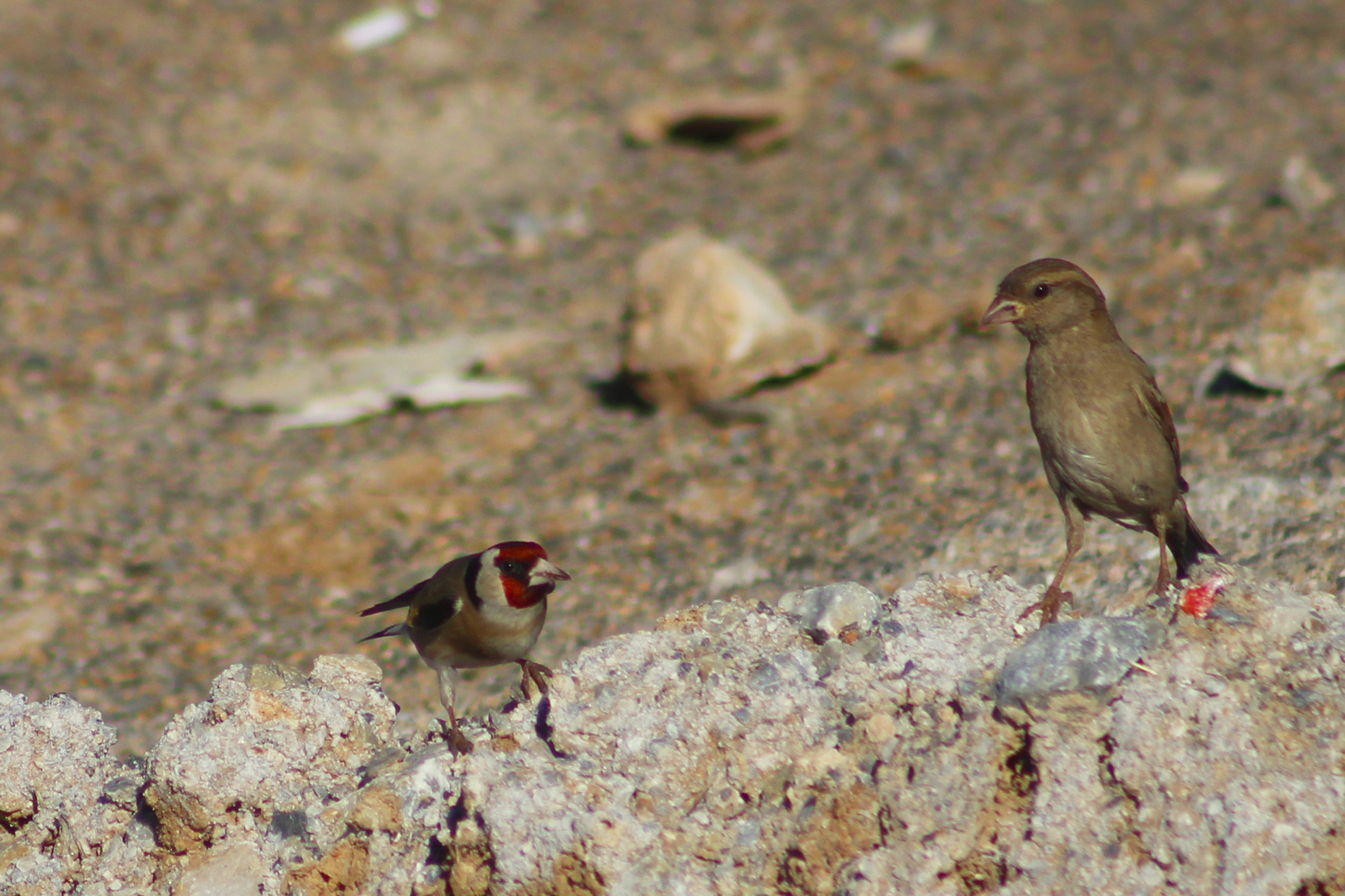 House Sparrow