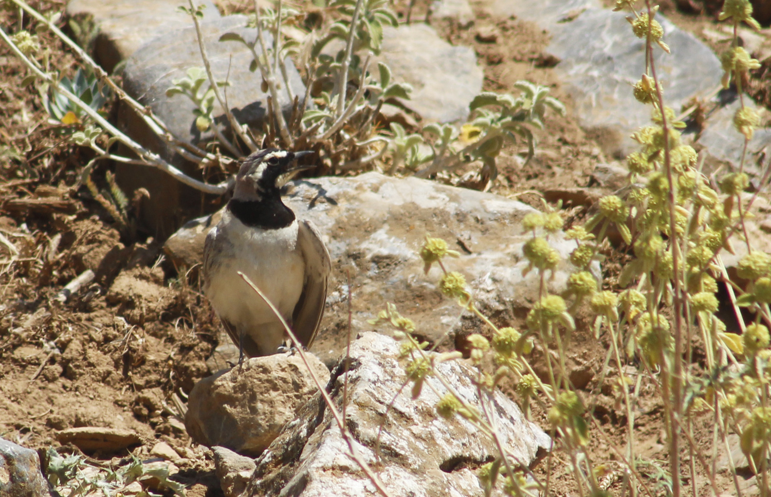 Horned Lark
