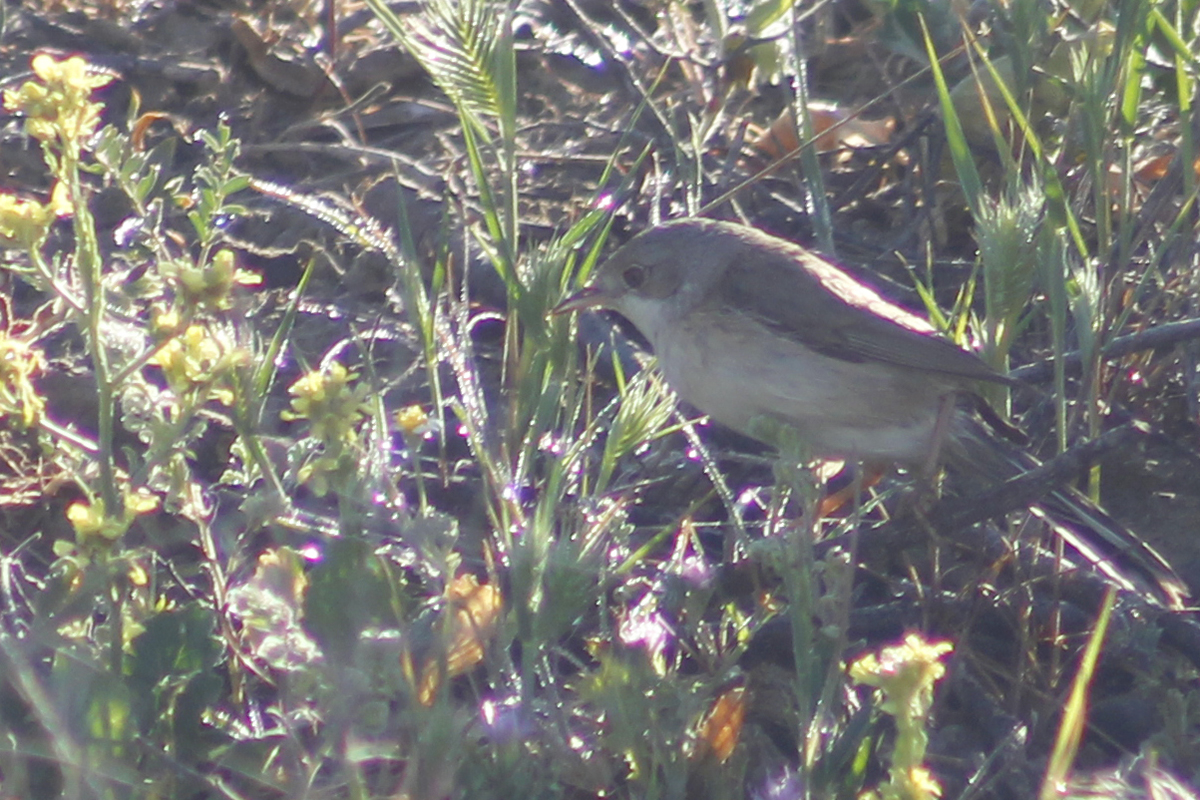 Greater Whitethroat