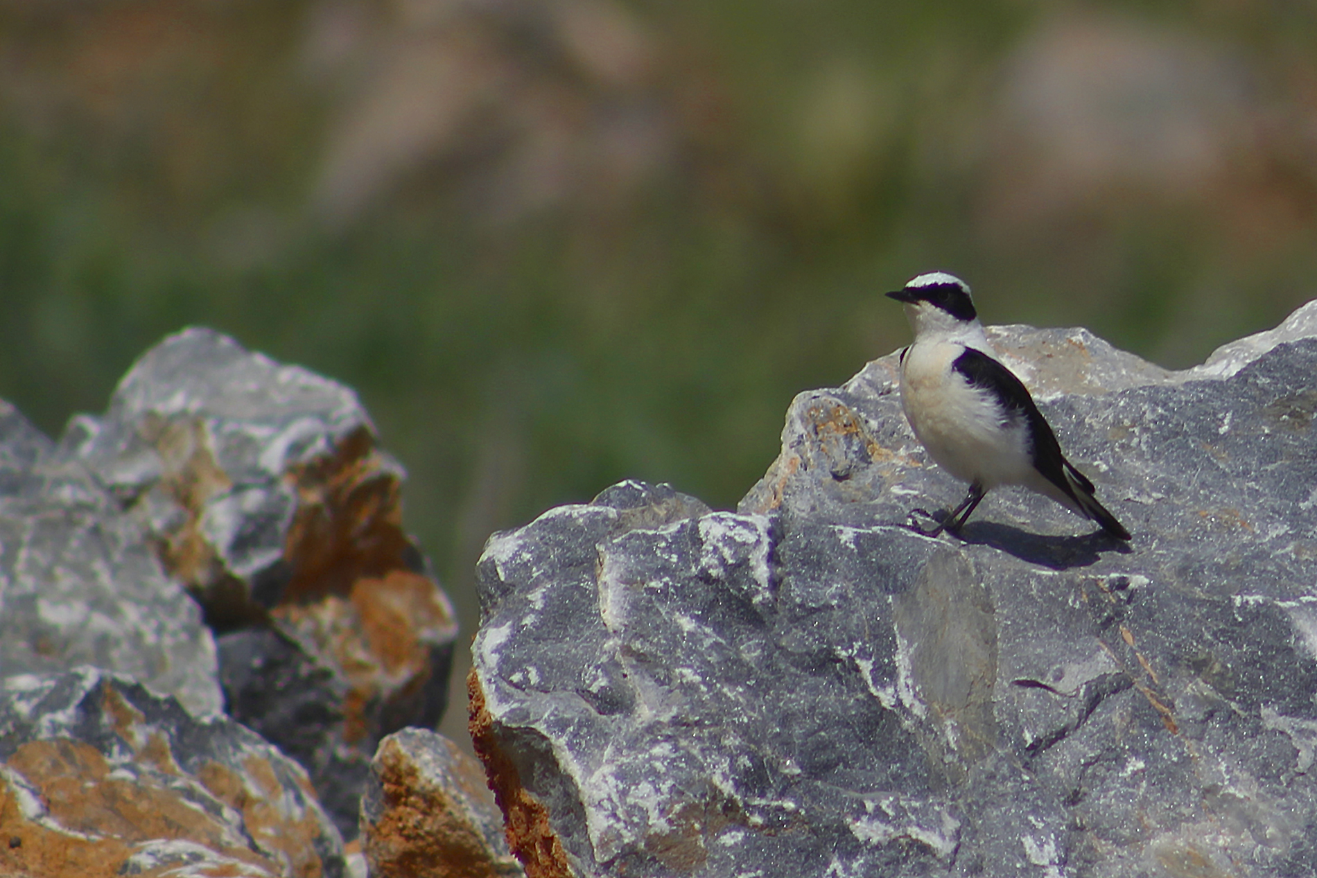 Black-eared Wheatear
