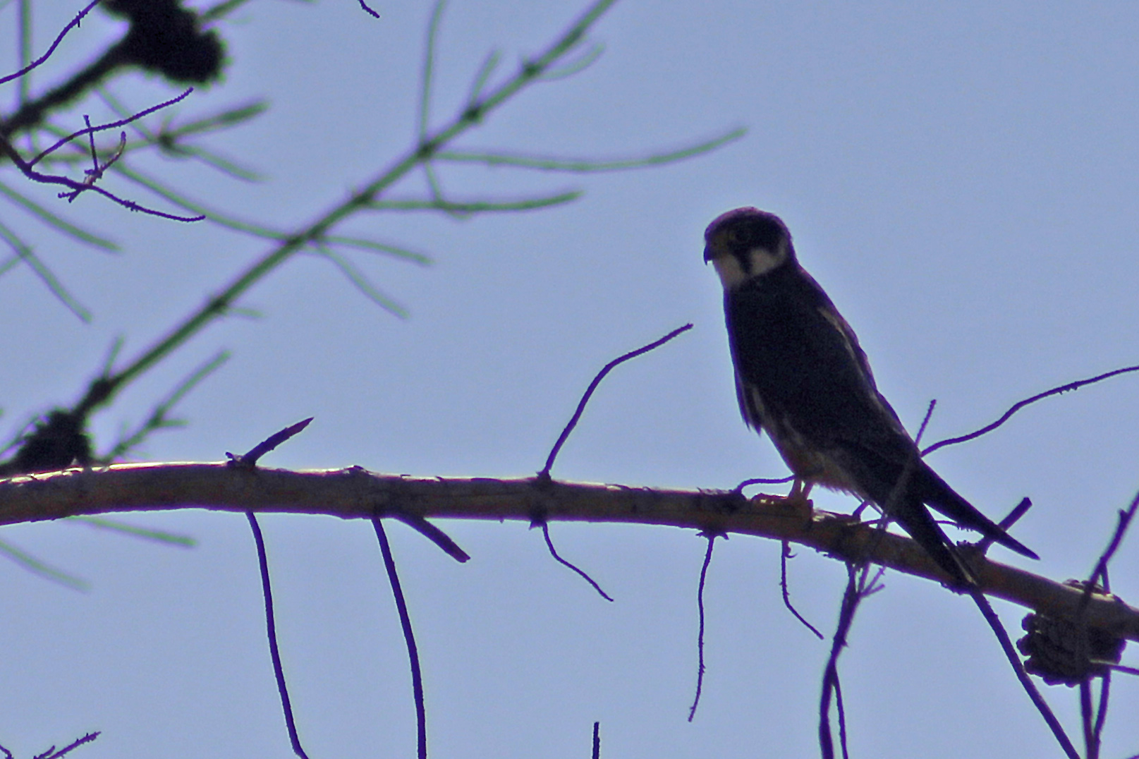 Eurasian Hobby