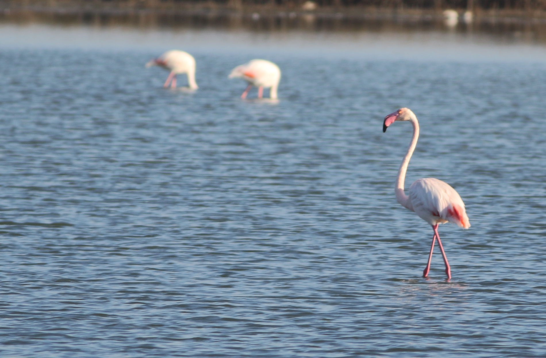 Greater Flamingo