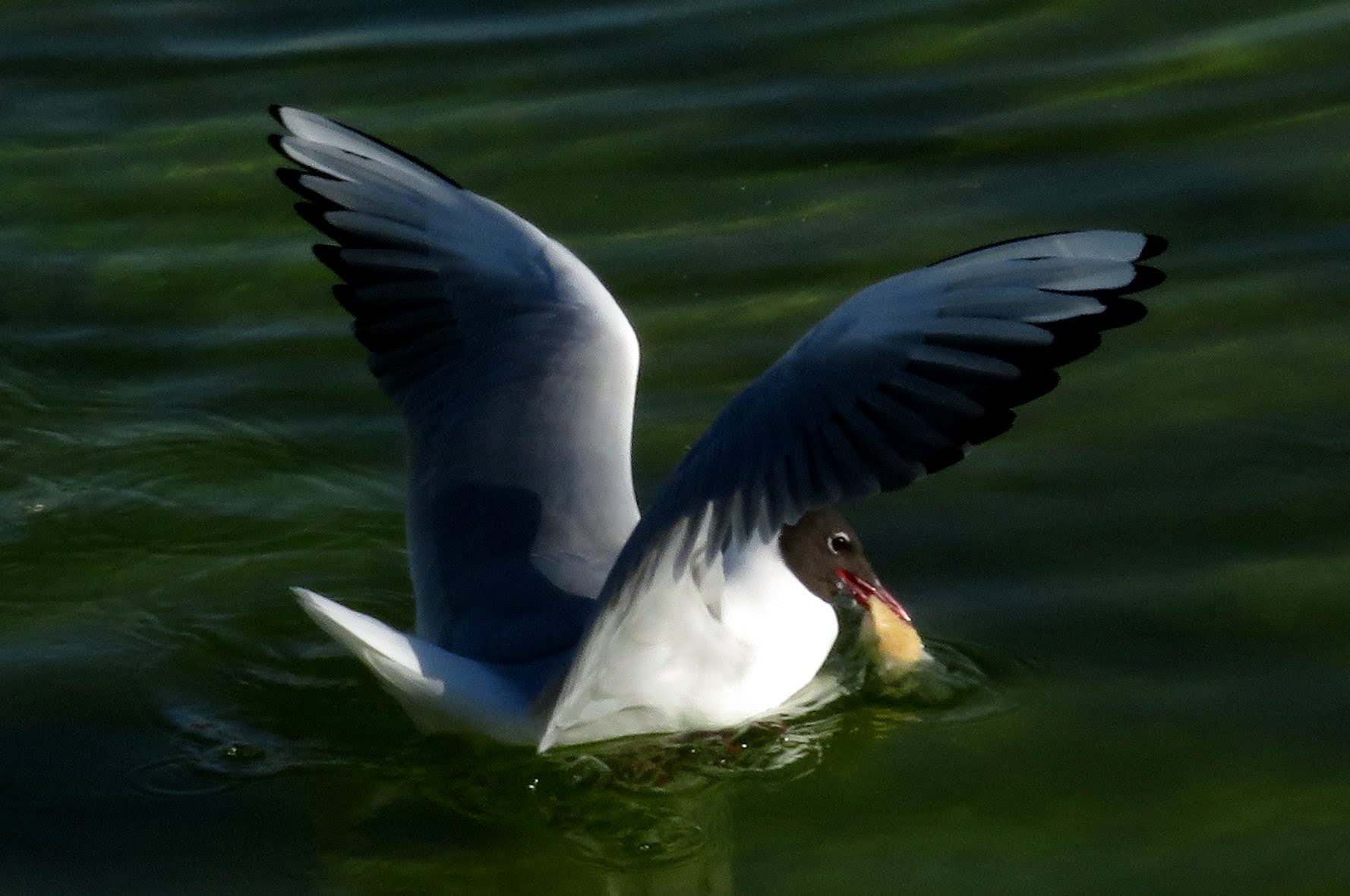 Black-headed Gull — Ana fotoğraf