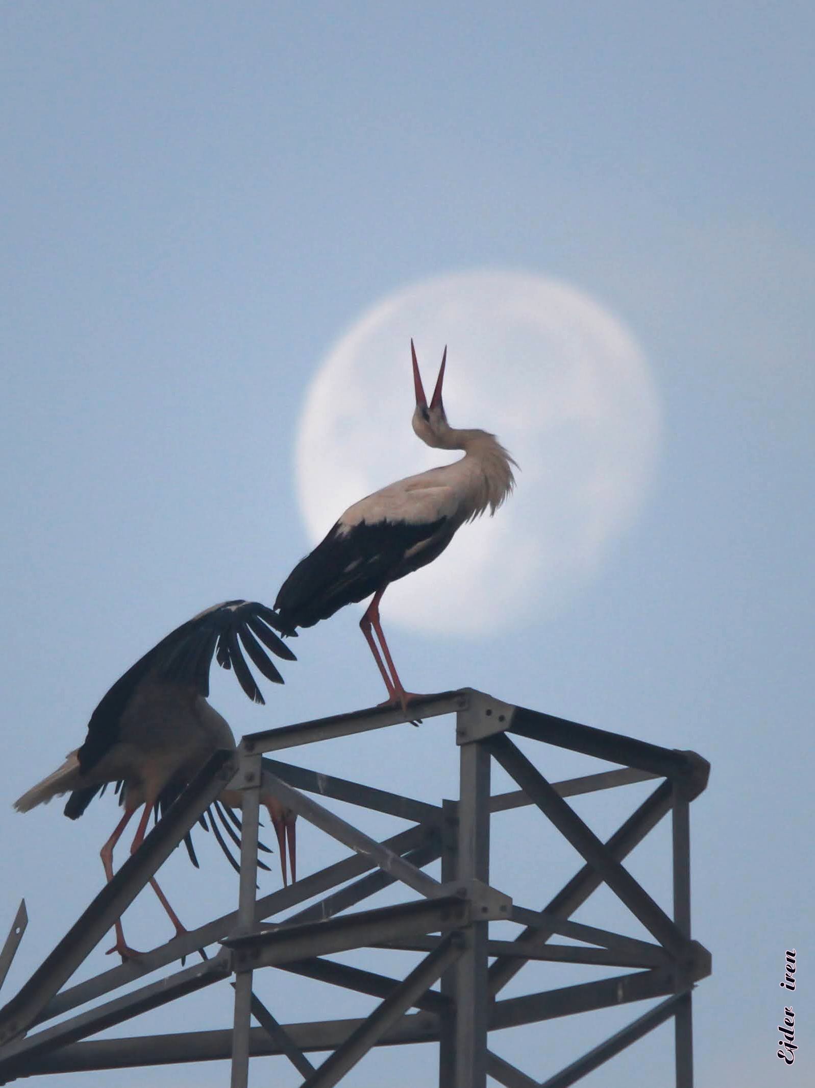 White Stork