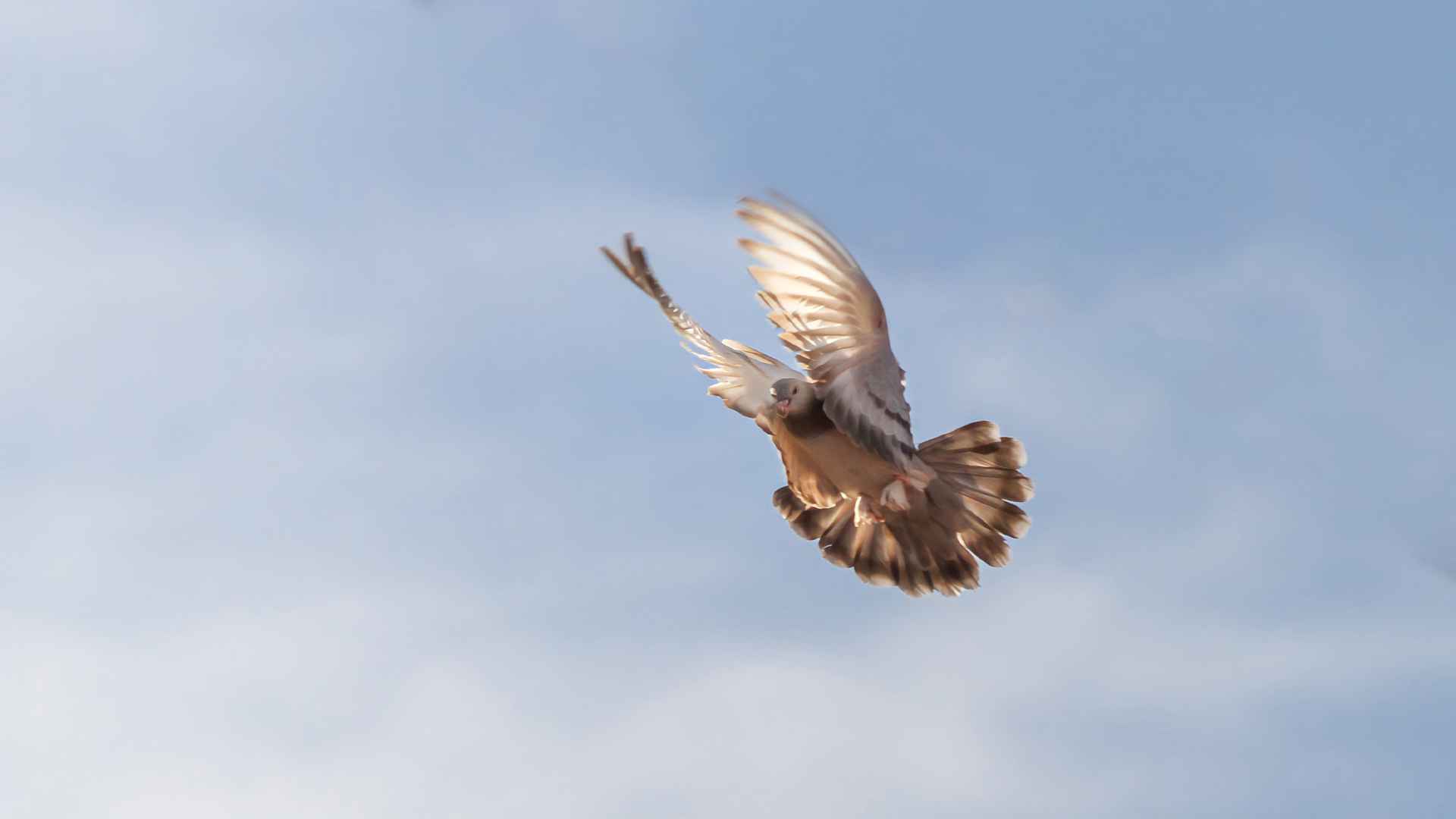 Rock Pigeon
