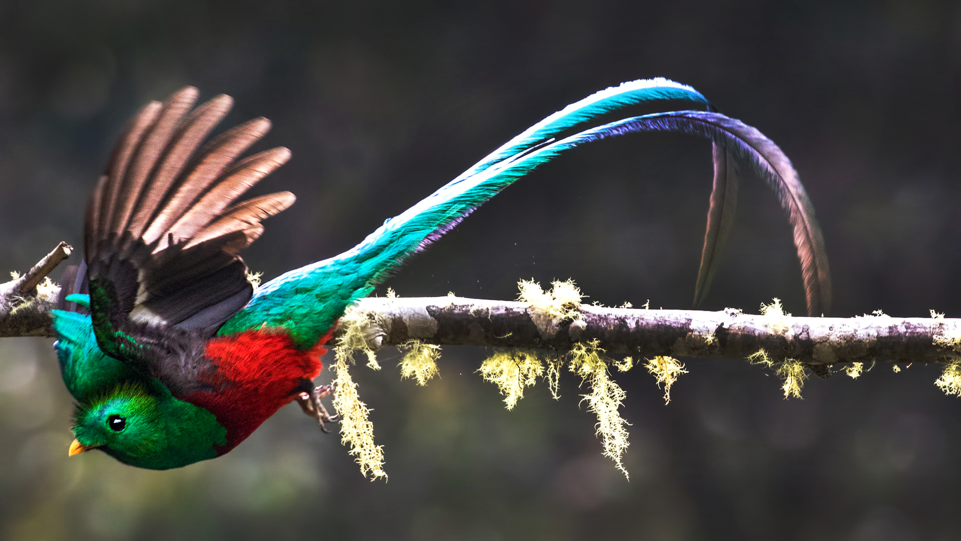 Resplendent Quetzal