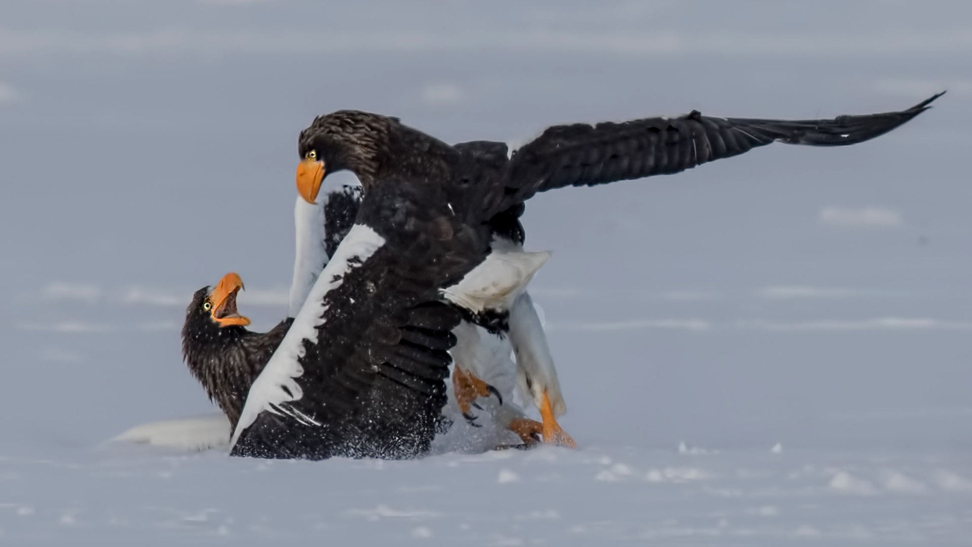 Steller's Sea-Eagle