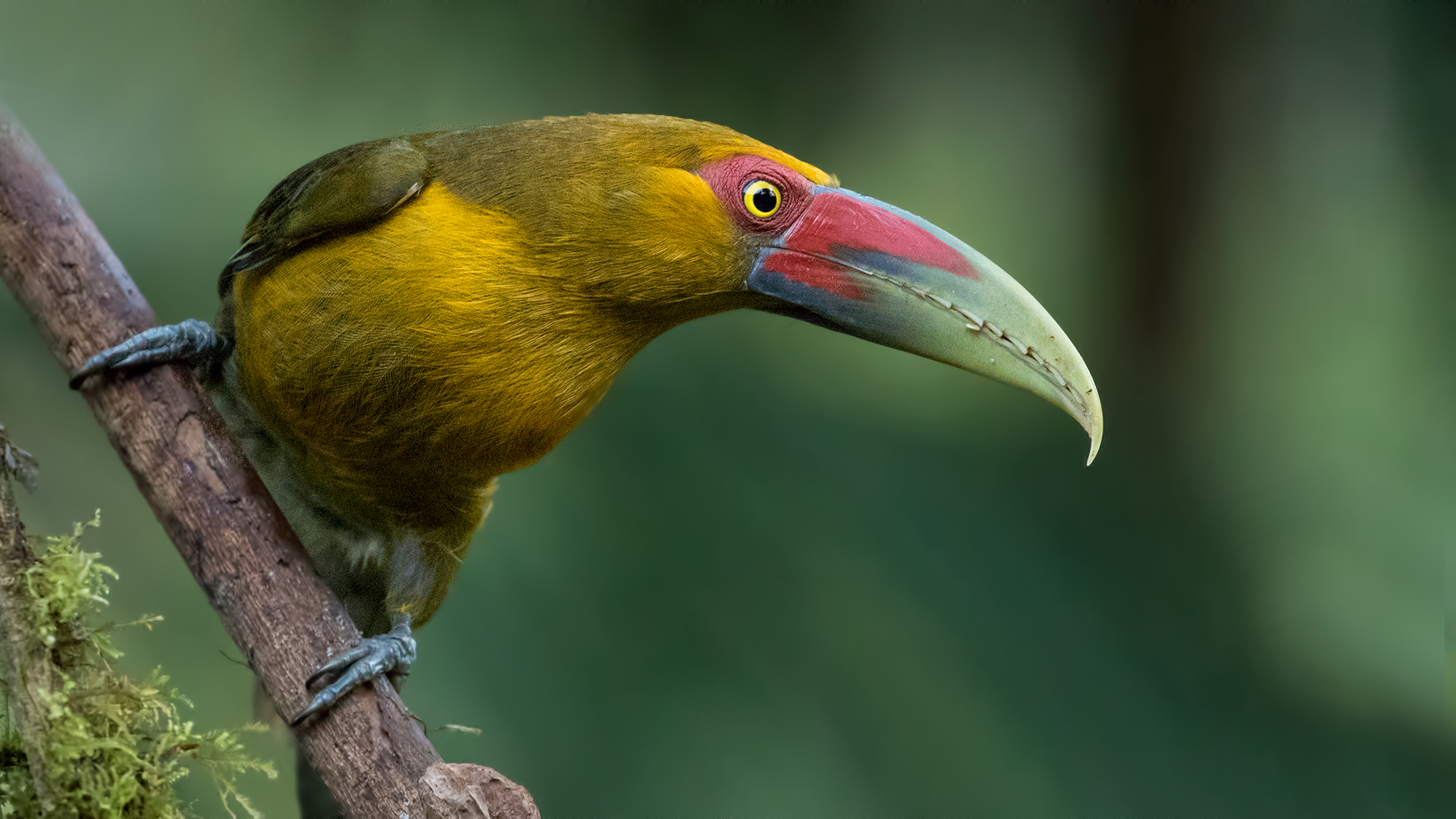 Saffron Toucanet
