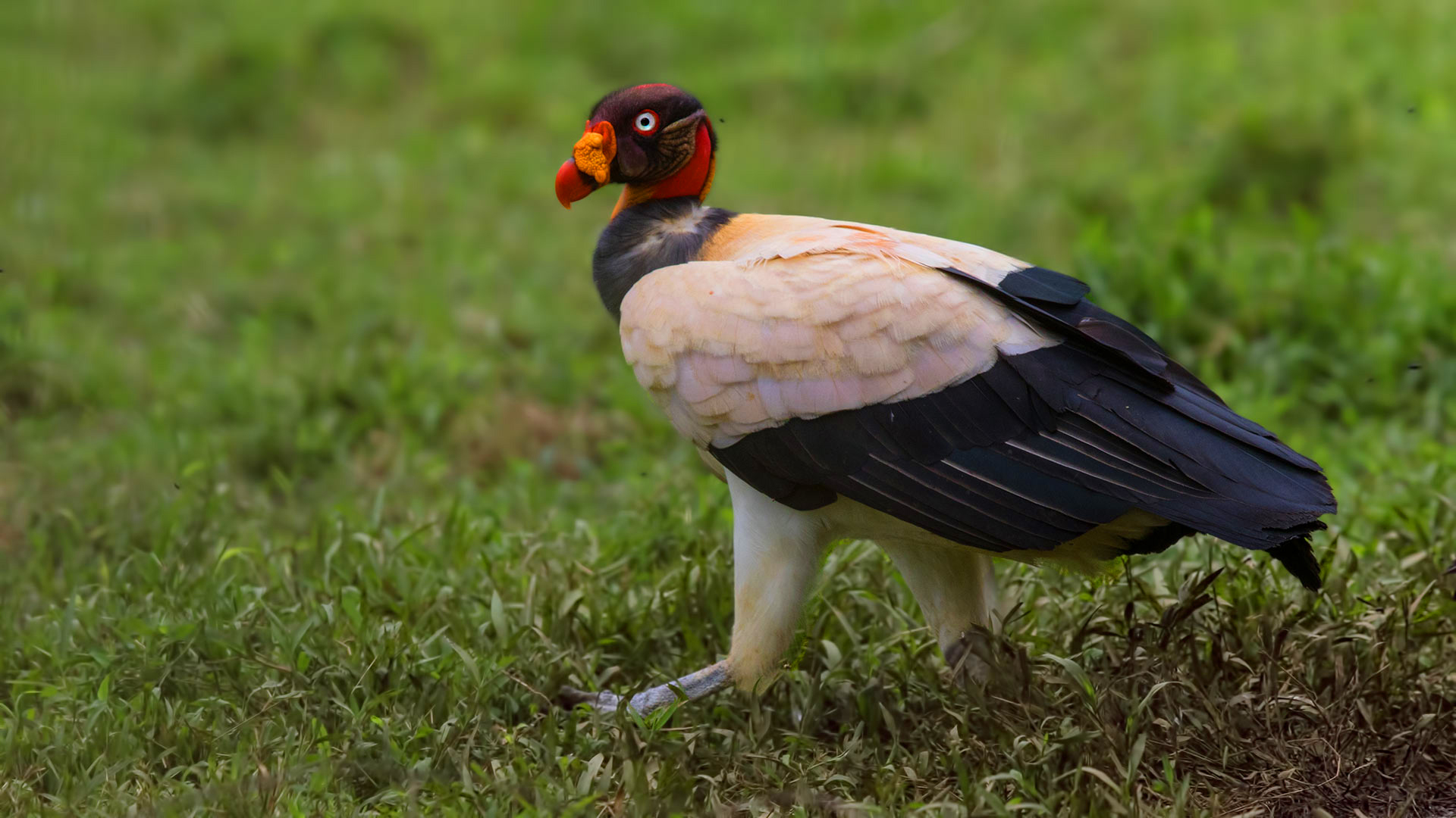 King Vulture