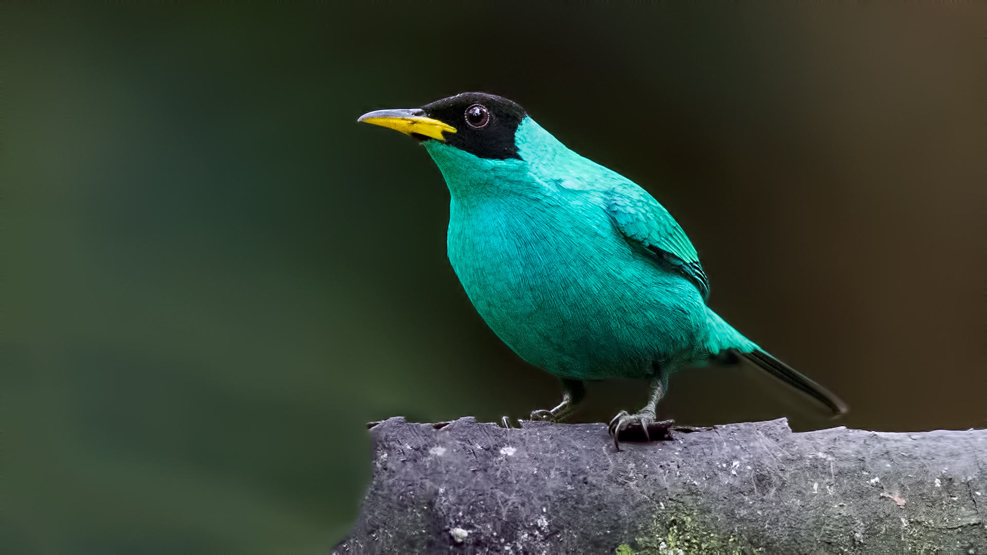 Green Honeycreeper