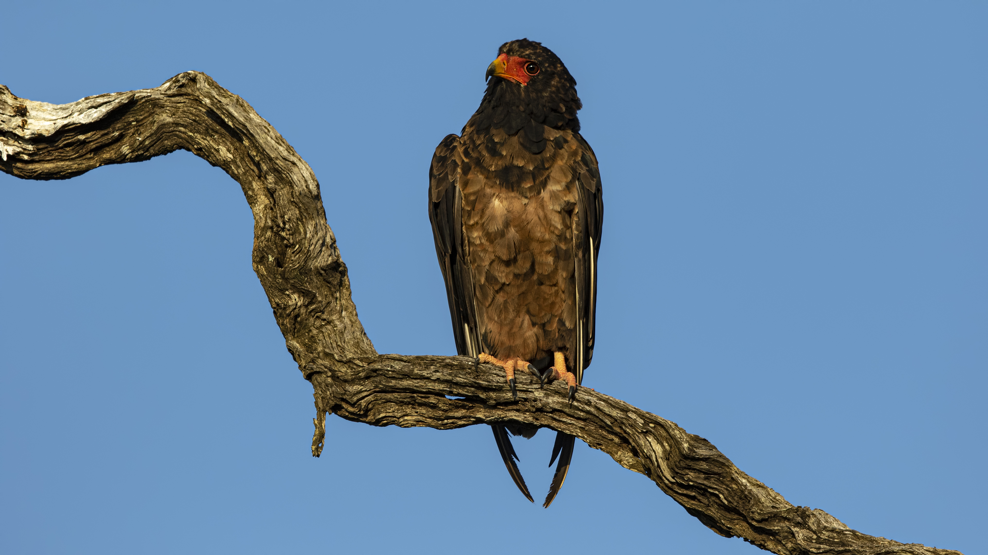 Bateleur