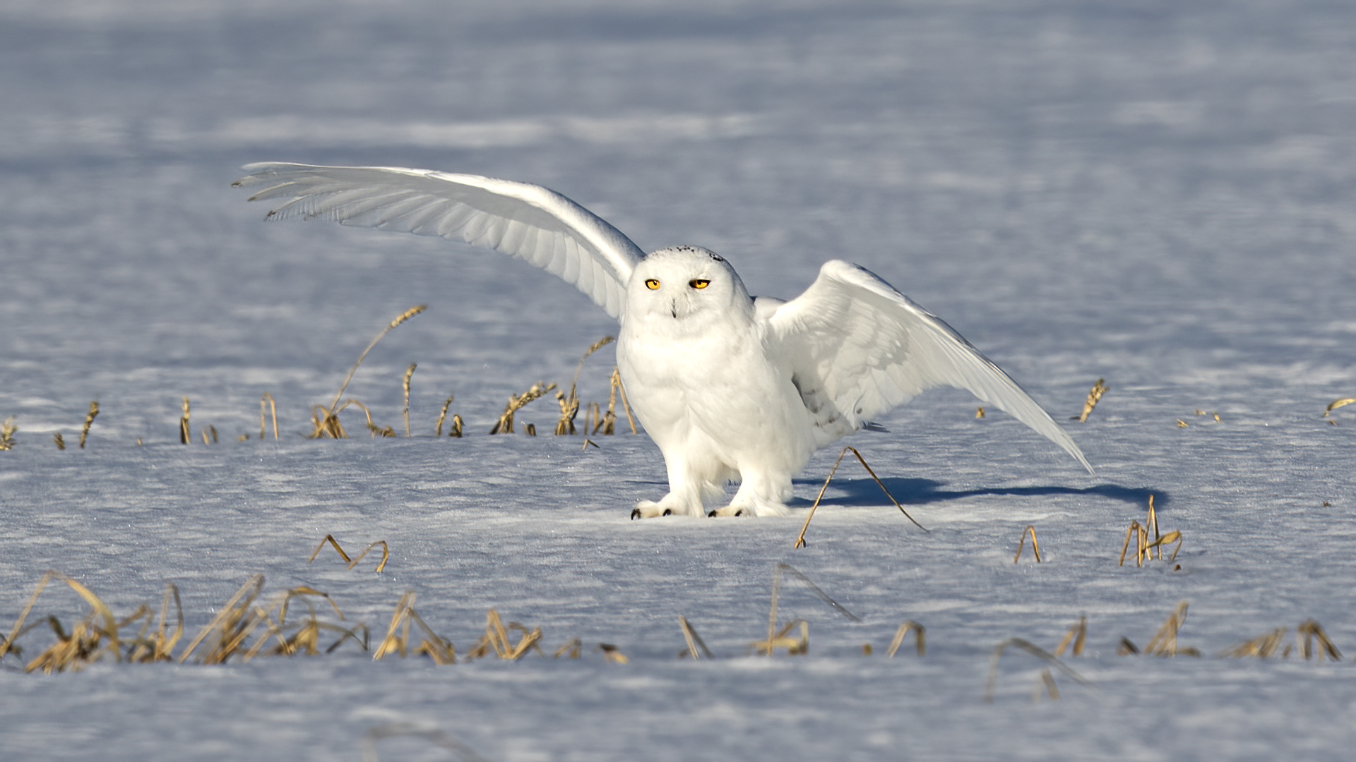 Snowy Owl