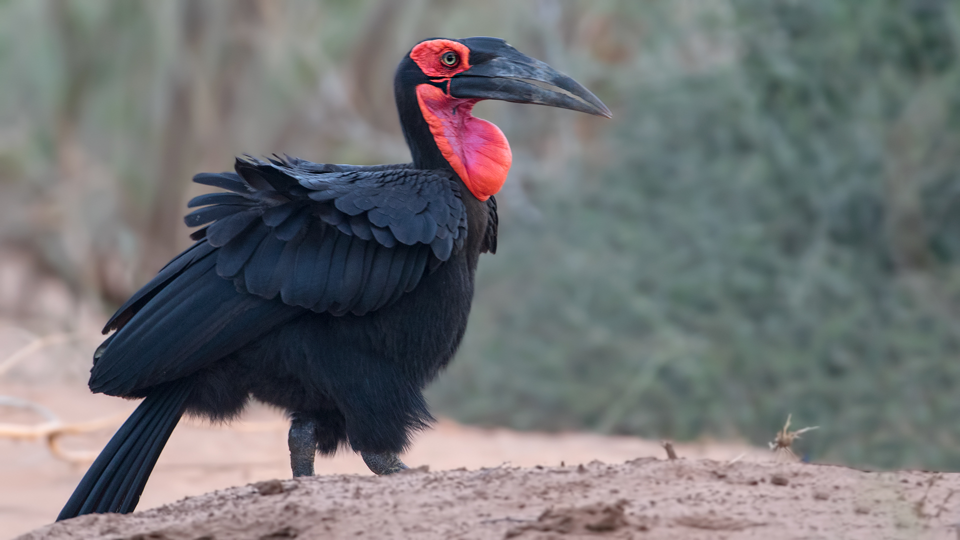 Southern Ground-Hornbill