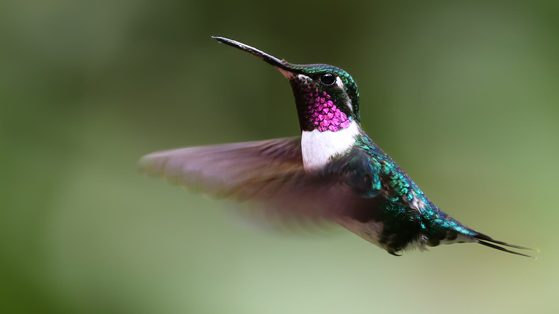 White-bellied Woodstar