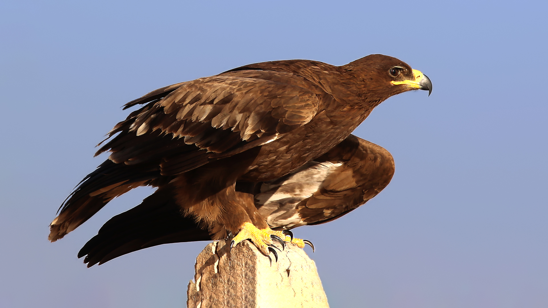 Steppe Eagle