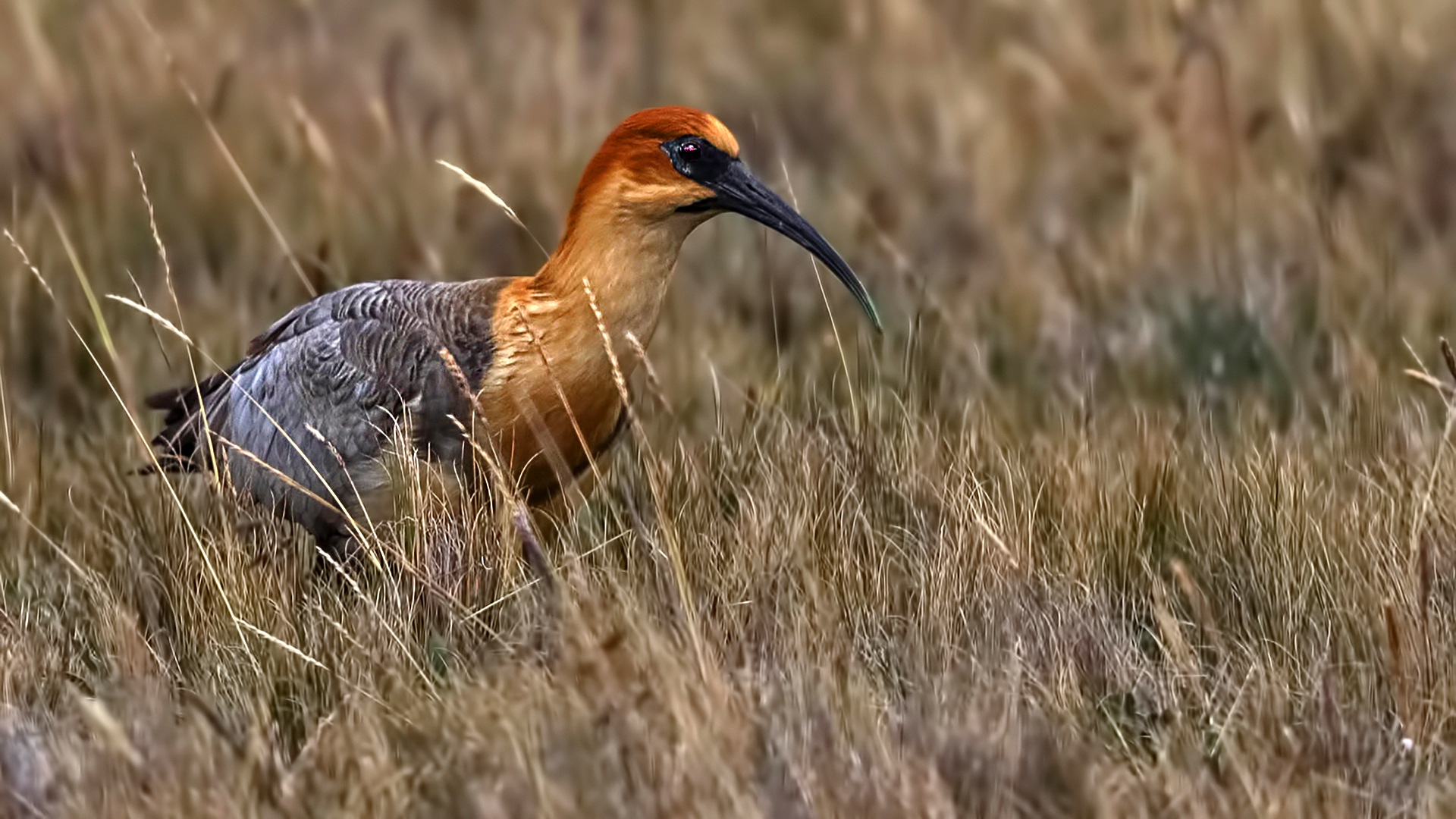 Andean Ibis