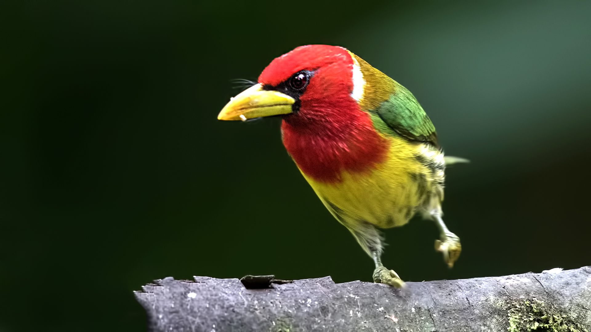 Red-headed Barbet