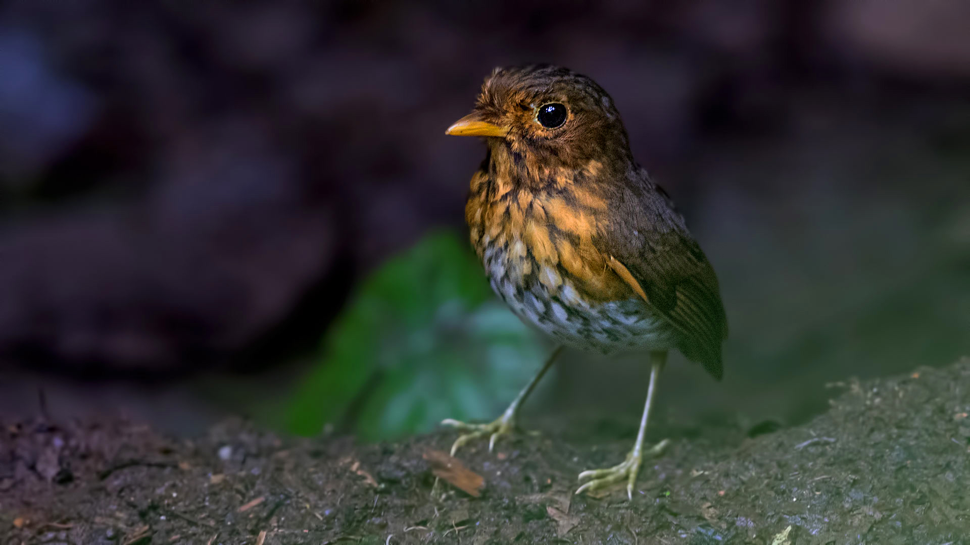 Ochre-breasted Antpitta