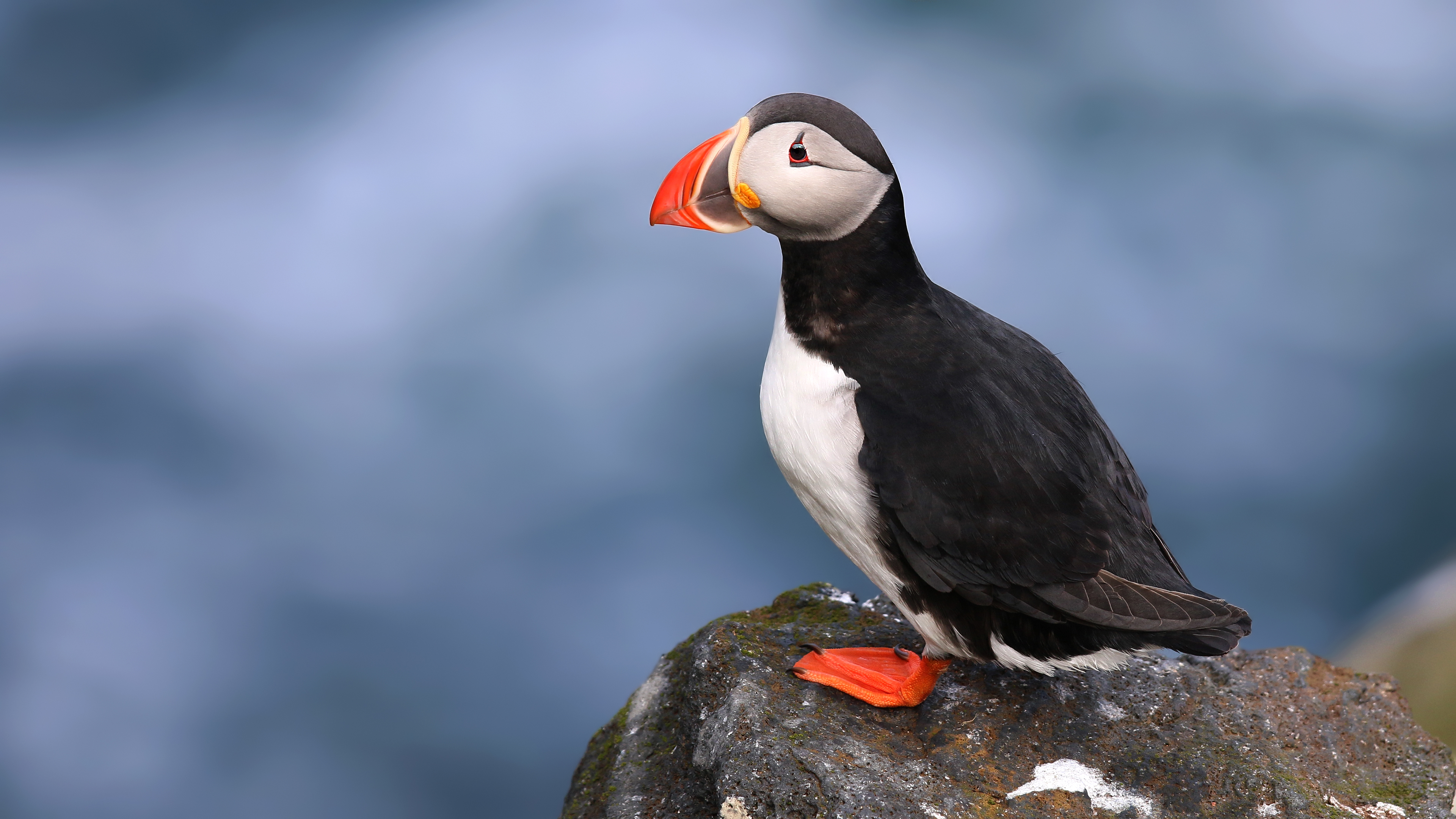 Atlantic Puffin