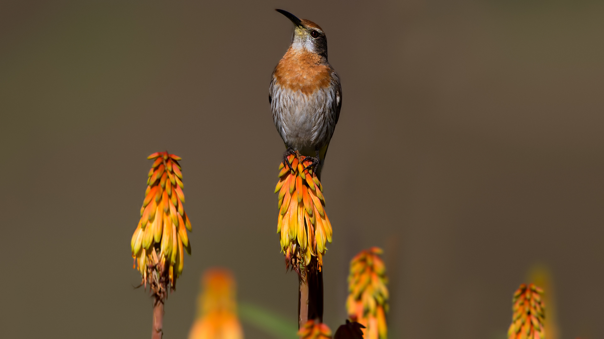 Gurney's Sugarbird