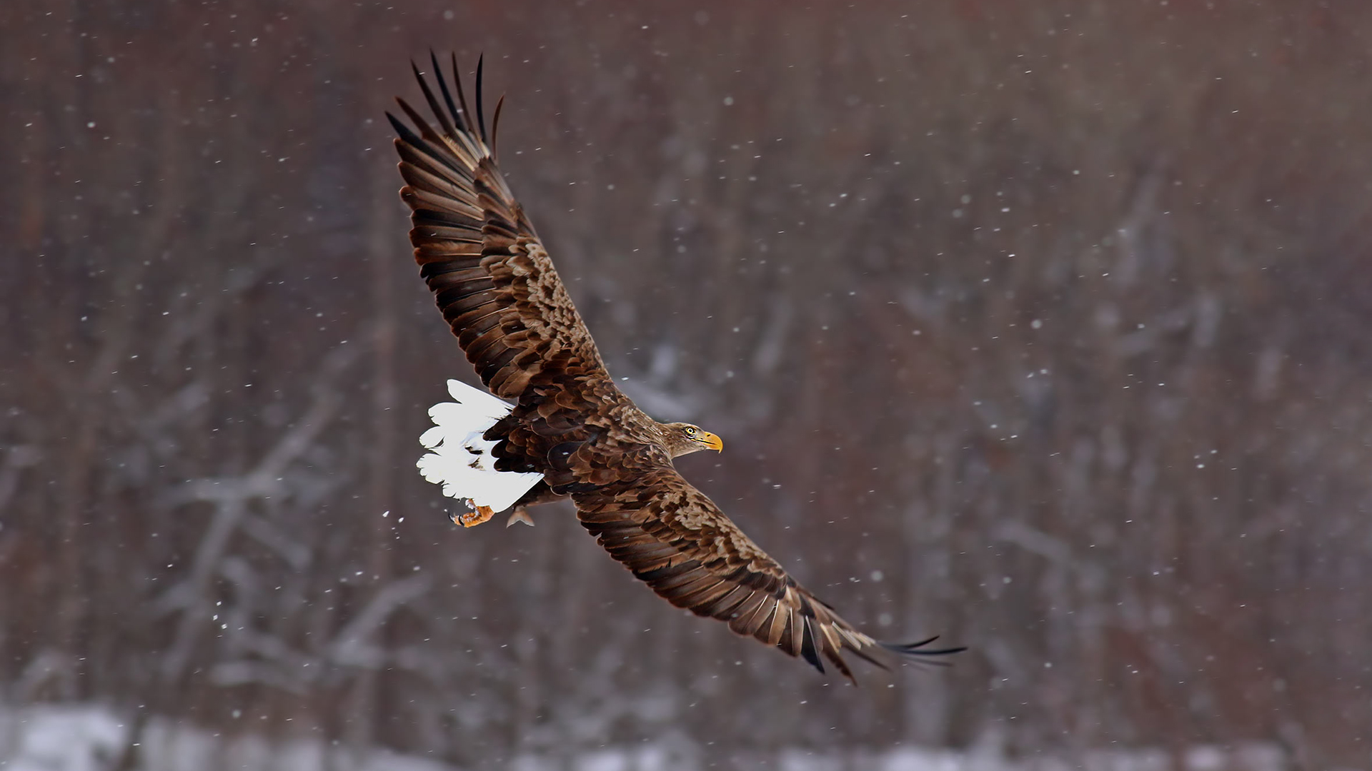White-tailed Eagle