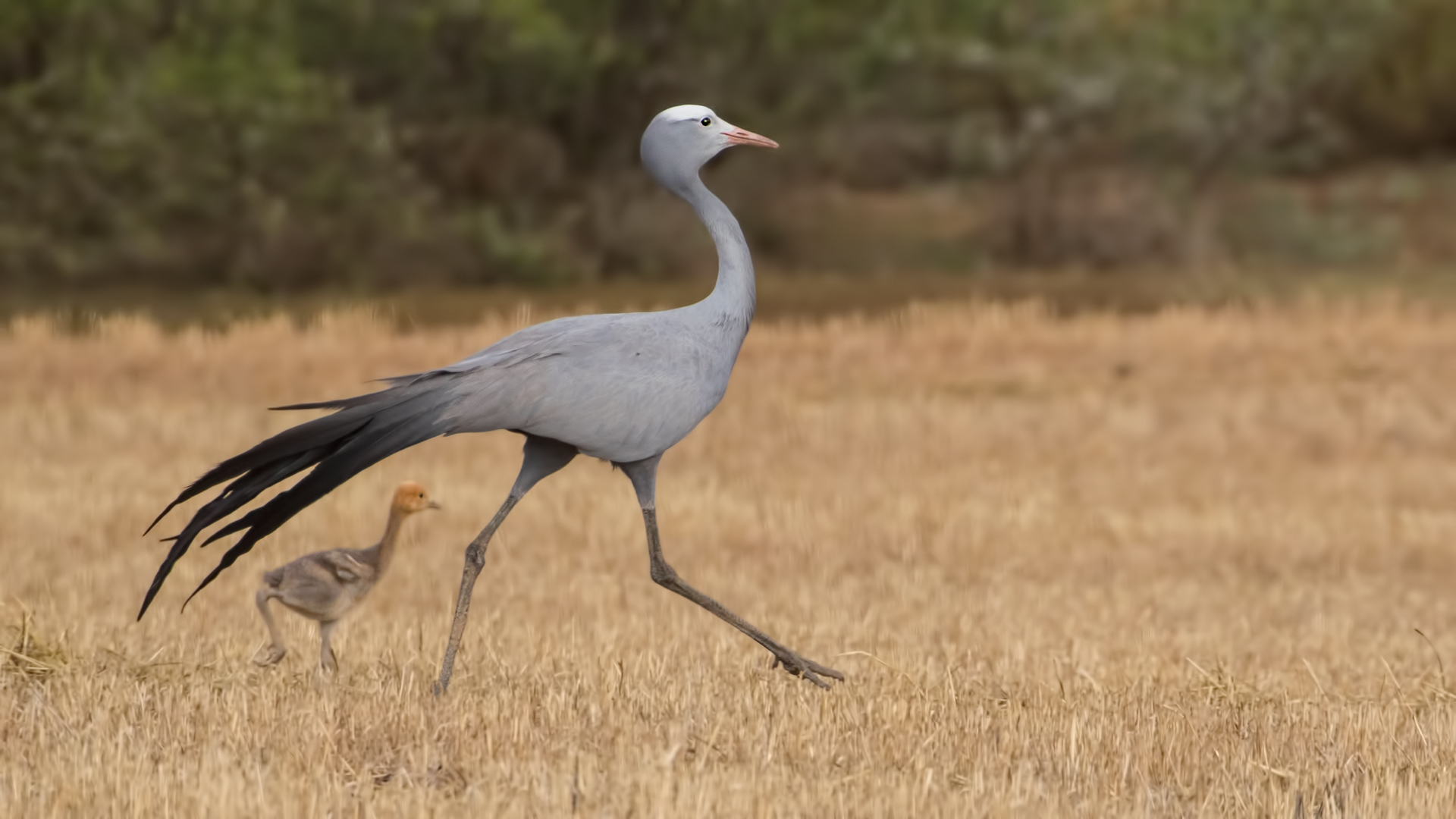 Blue Crane