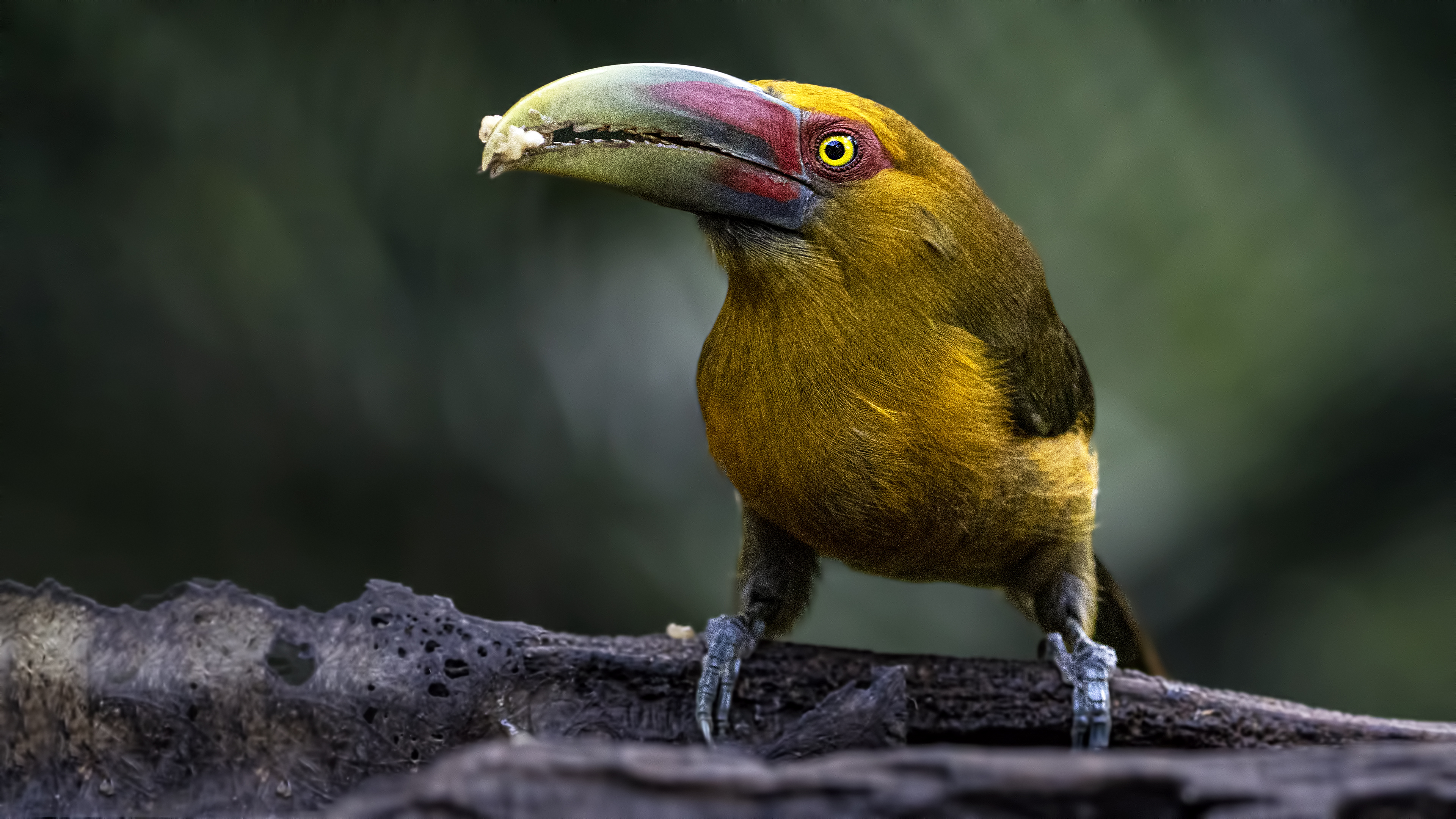 Saffron Toucanet