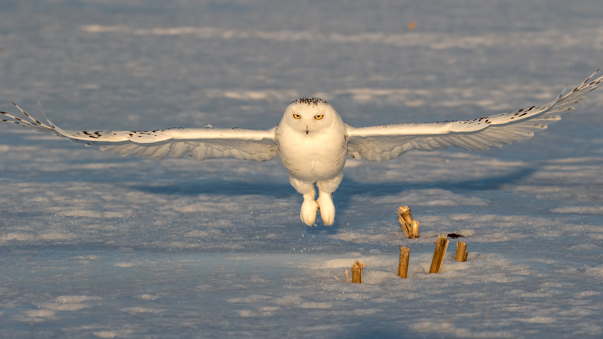 Snowy Owl