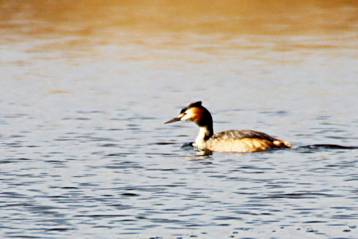 Great Crested Grebe