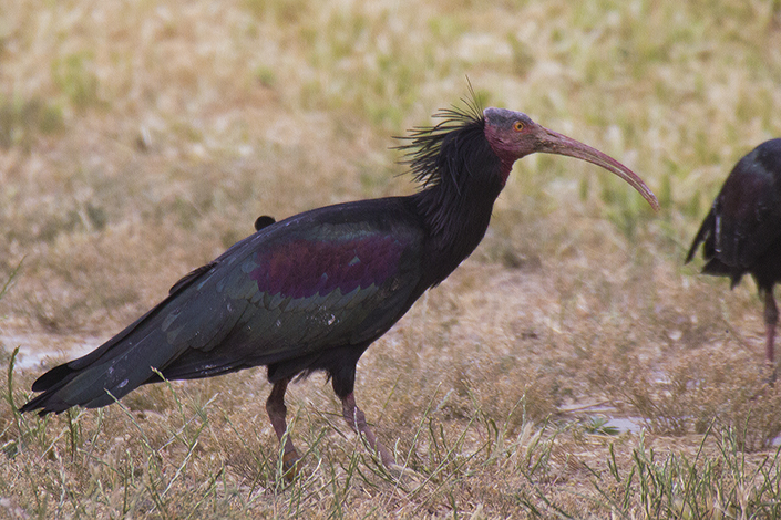 Northern Bald Ibis
