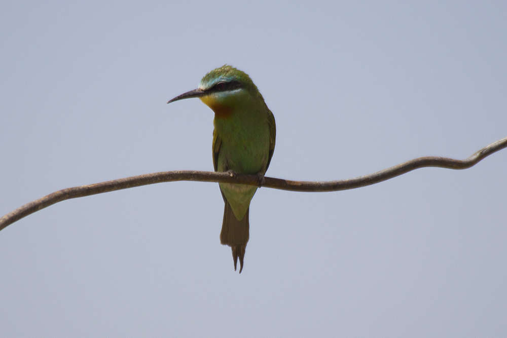 Blue-cheeked Bee-eater