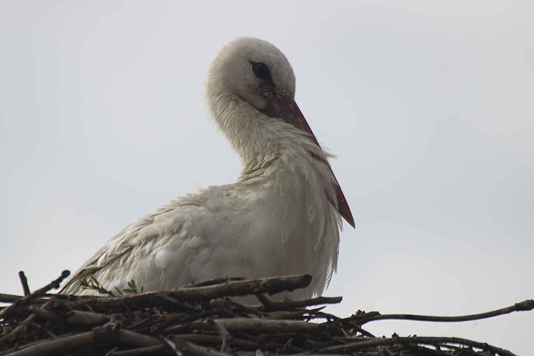 White Stork
