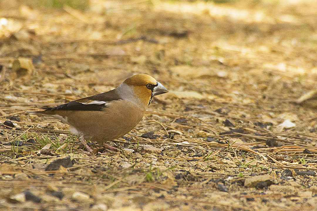 Hawfinch
