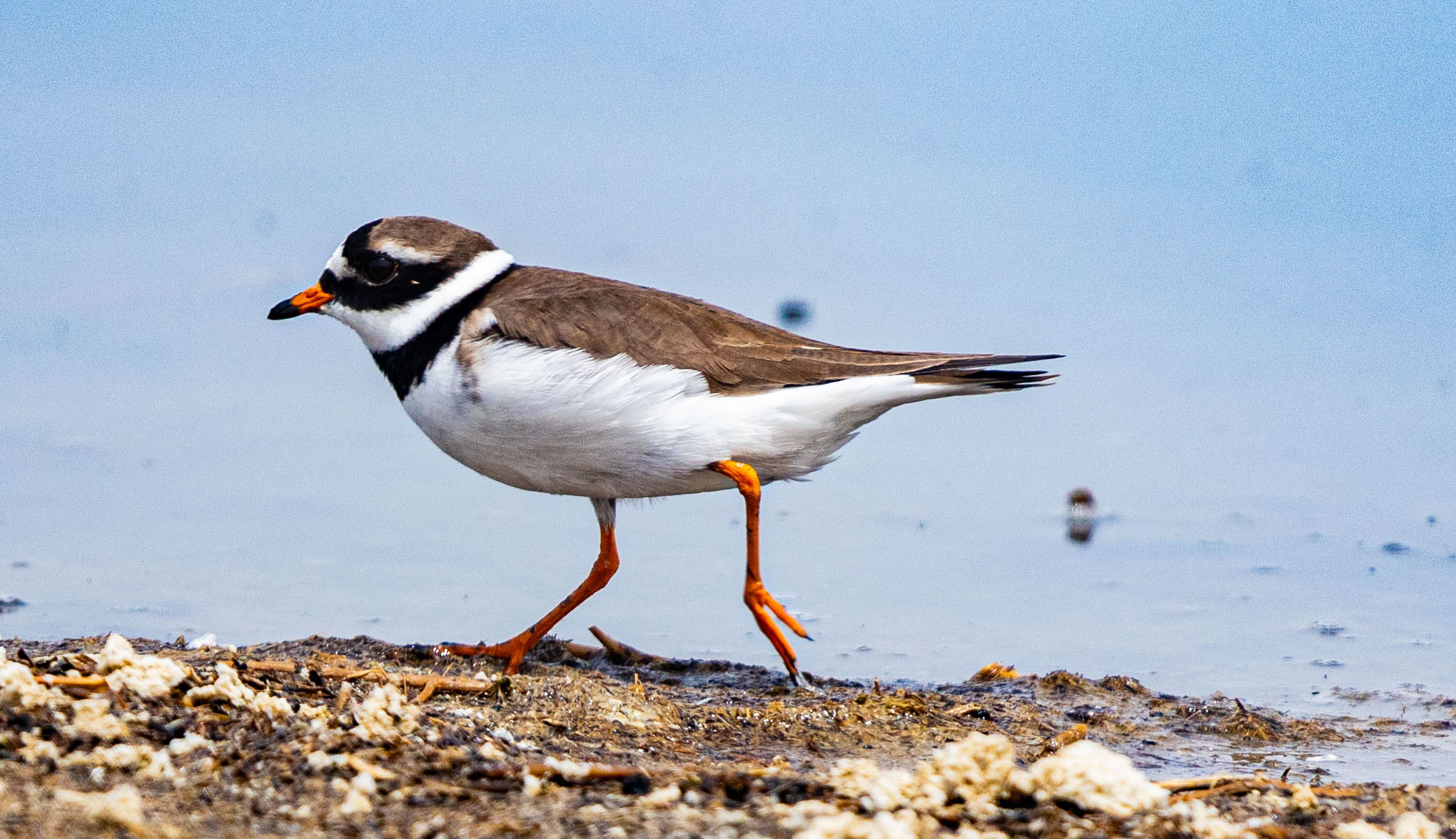 Common Ringed Plover