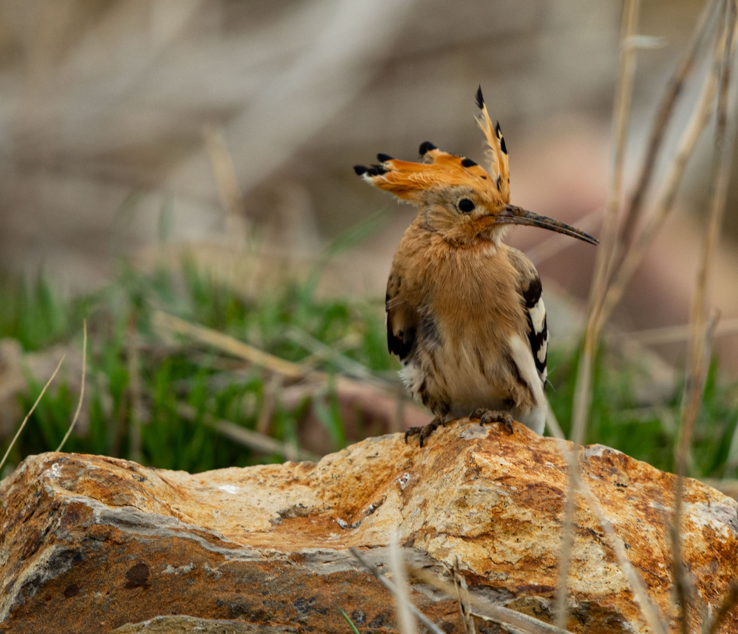 Eurasian Hoopoe