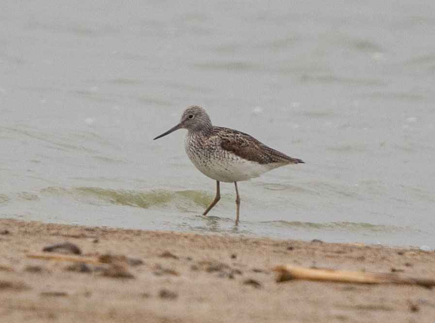 Common Greenshank