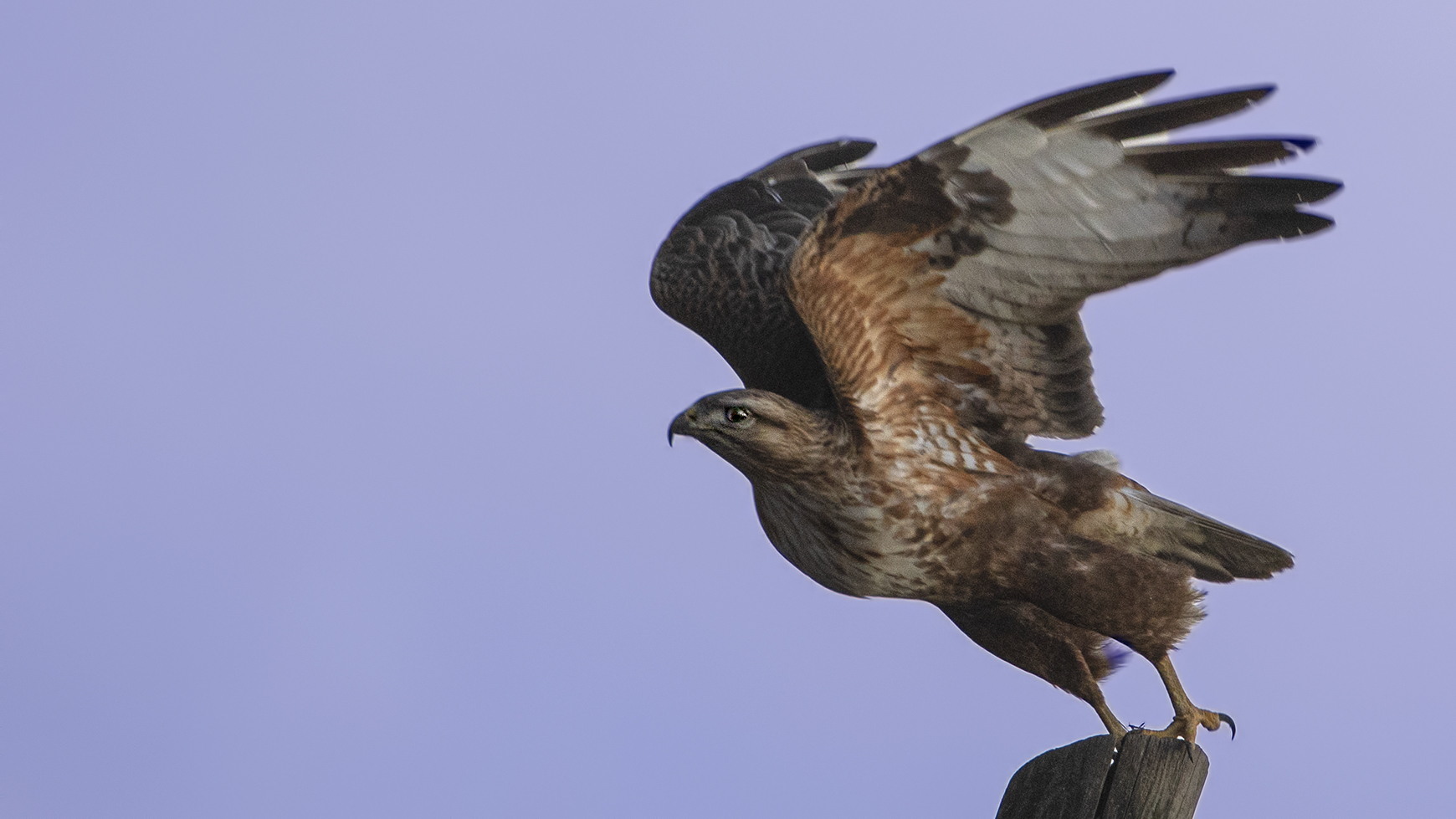 Common Buzzard