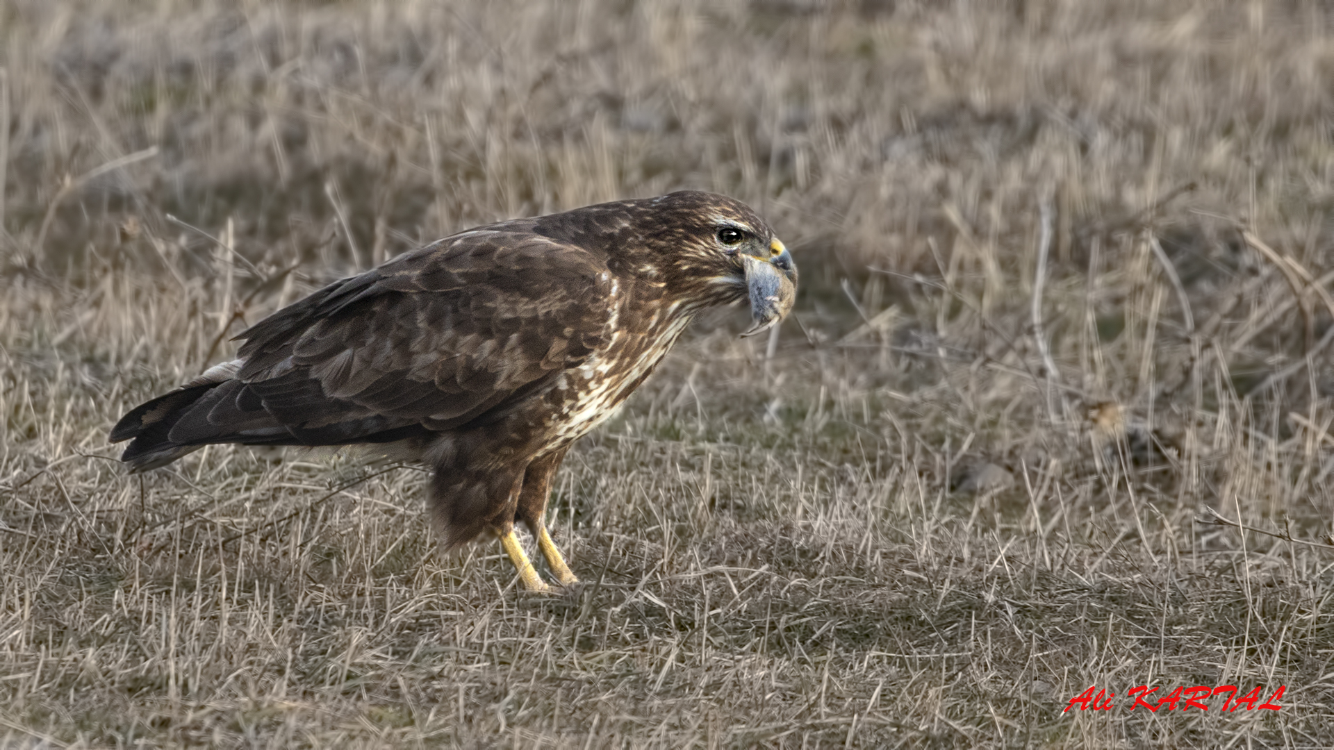 Common Buzzard