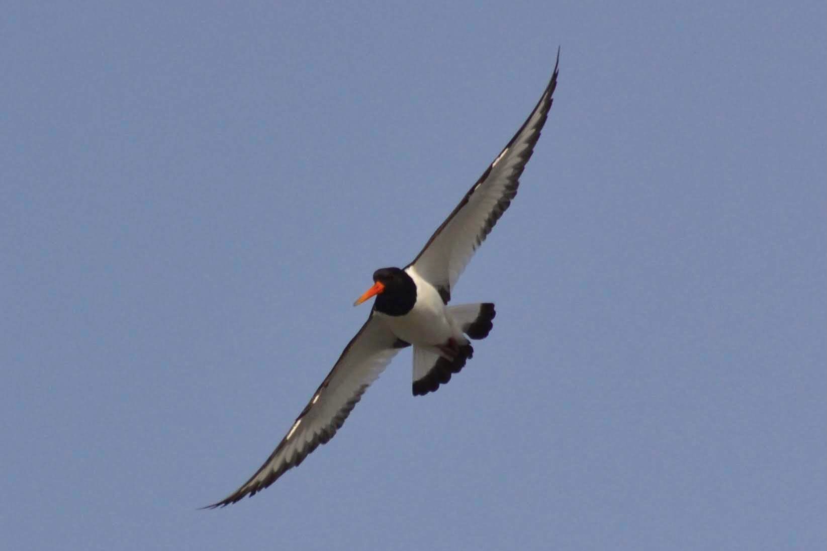 Eurasian Oystercatcher