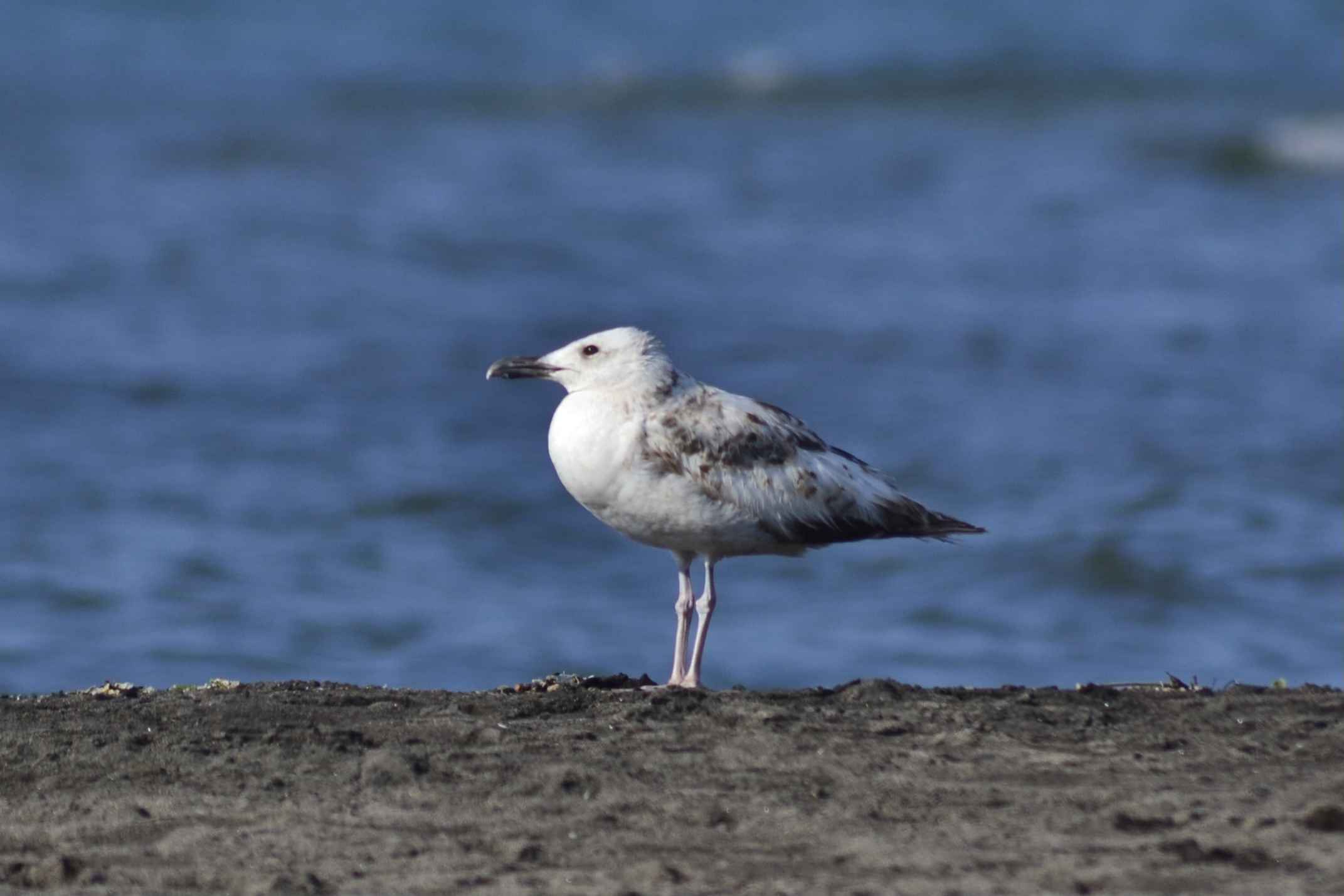 Caspian Gull