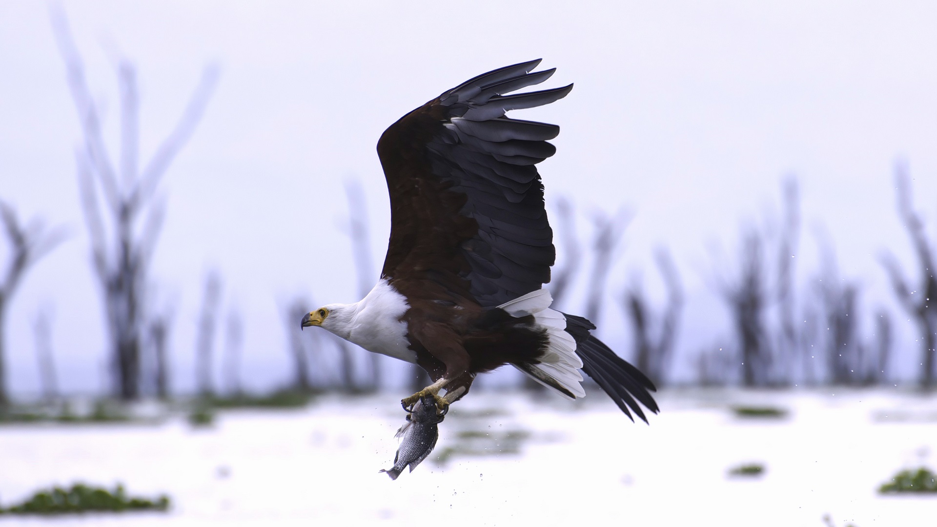 African Fish-Eagle