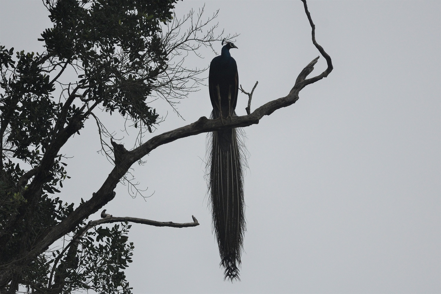 Indian Peafowl