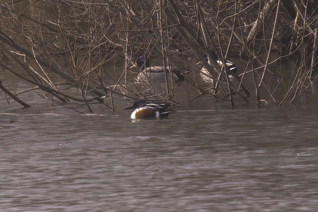 Northern Shoveler