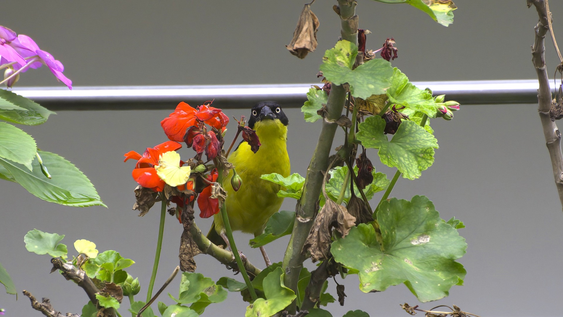 Baglafecht Weaver
